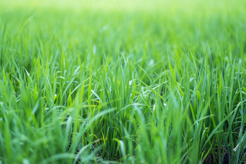 Close up image of rice field in green season