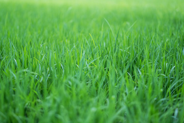 Close up image of rice field in green season