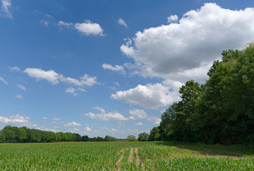 Fototapeta na wymiar Val d'Oise agricultural field inÎle de France