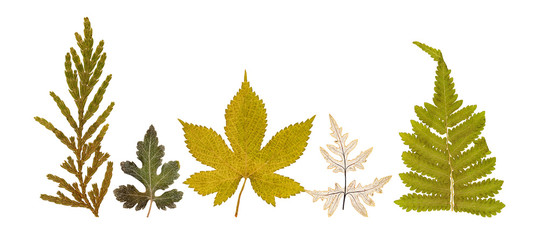 Set of dry pressed leaves of various shapes isolated