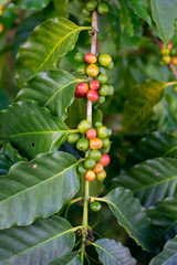  Coffee beans on the coffee tree Planted in northern Thailand Alabra Coffee
