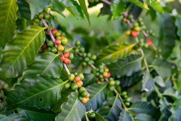  Coffee beans on the coffee tree Planted in northern Thailand Alabra Coffee