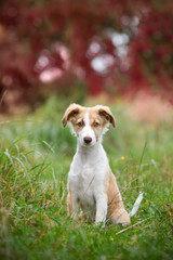 niedlicher kleiner Hunde Welpe im Herbst; Hund sitzt auf einer wiese mit rotem Laub im Hintergrund; blickt niedlich in die Kamera