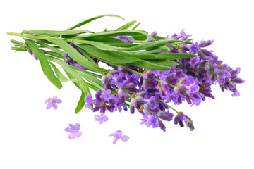 Naklejka premium lavender flowers isolated on white background. bunch of lavender flowers.