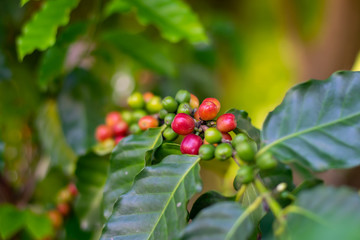  Coffee beans on the coffee tree Planted in northern Thailand Alabra Coffee