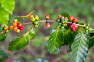  Coffee beans on the coffee tree Planted in northern Thailand Alabra Coffee