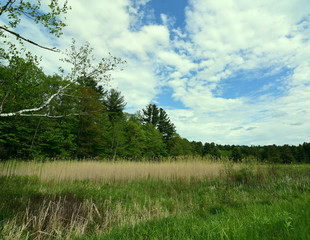 field with giant brown grass with blue skys and clouds