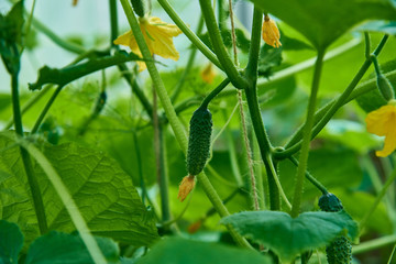 Cucumber branches with small cucumbers and flowers.