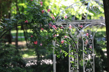 arrangement of climbing decorative roses in nature