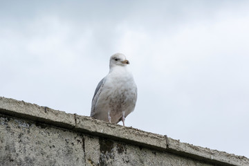 A Cool Pigeon