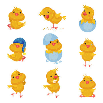 Set of images of cute chickens in different situations and with different objects. Vector illustration on white background.