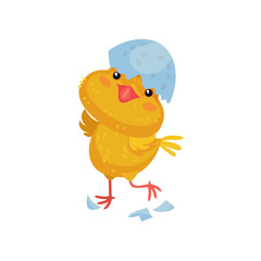 Yellow cute chick walks in pieces of shell. Vector illustration on white background.
