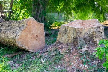 Fototapeta premium Trees in nature are cut by humans.