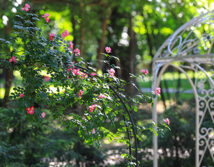 arrangement of climbing decorative roses in nature