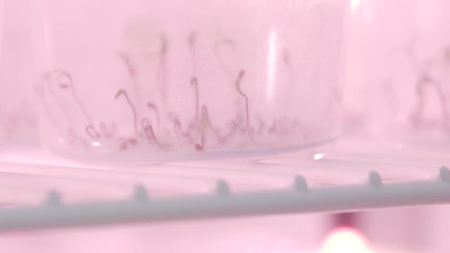 Organic Living Plants Being Kept Inside Cooling Cell for Later Analysis and Growing, Closeup