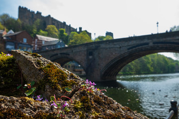Wild flower on the bank of River Wear and Framwellgate Bridge in the background in Durham, England.