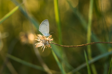 small butterfly on grass flower in sunset background