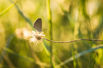 small butterfly on grass flower in sunset background