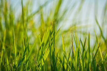 Green grass leaf background