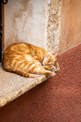 Eine rot-getigerte Katze auf Mallorca schläft auf einem Fenstersims