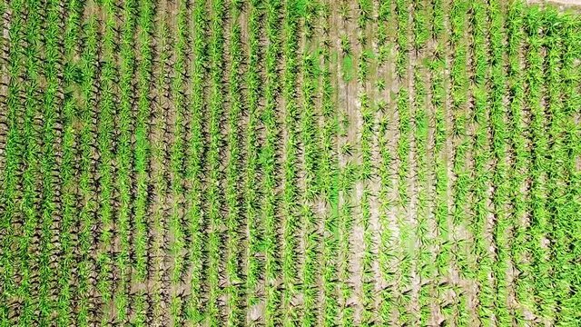 Banana and Plantain field at Salinas Puerto Rico before hurricane Maria.