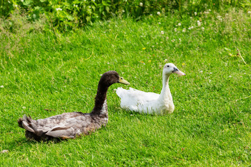two ducks of gray and white color are resting on the green lawn of the backyard