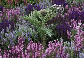 Obraz premium Flower boader with salvia 