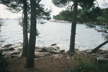 Searching quiet roads, pine trees and olive orchards, Istria