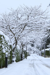 雪化粧した風景と車の轍の跡です