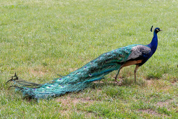 Pfau