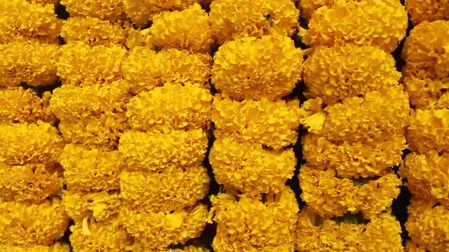 Yellow marigold flower background