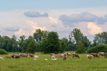 Fototapeta na wymiar Landschaft mit einer Kuhherde und vielen Quellwolken