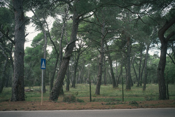 Searching quiet roads, pine trees and olive orchards, Istria