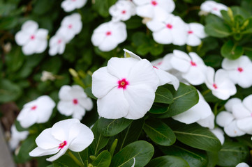 White flowers periwinkle in the garden. Beautiful flower beds with flowering shrubs.