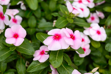 Pink flowers periwinkle in the garden. Beautiful flower beds with flowering shrubs.