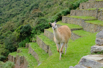 Alpaca roaming around Machu Picchu, Peru