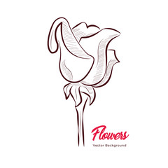 rose flowers  handdrawing collection 