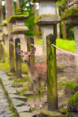 Baby Deer in Nara Japan