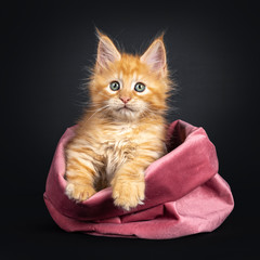 Sweet little red Maine Coon cat kitten, sitting in pink velvet bag. Paws on edge bag and looking beside lens with mesmerizing eyes. Isolated on black background.