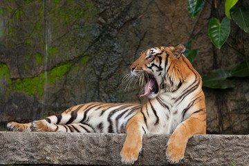 Bengal tiger a big yawn showing tongue and teeth