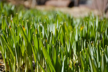 Young shoots grew up in the garden