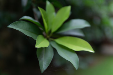 green  sapodilla leaf in the garden