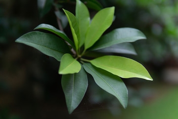 green  sapodilla leaf in the garden