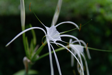 closeup lily flower in the garden