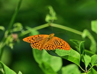 Kaisermantel (Argynnis paphia)