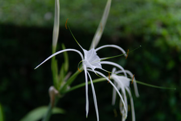 closeup lily flower in the garden