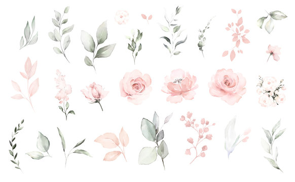 Set watercolor elements of pink roses; collection garden flowers; leaves; branches. Botanic; illustration, eucalyptus; Wedding floral design