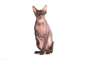 Cat sphinx in glasses white background