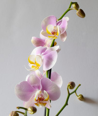 Orchid. Flowers. Pink. Colorful. Plants. White