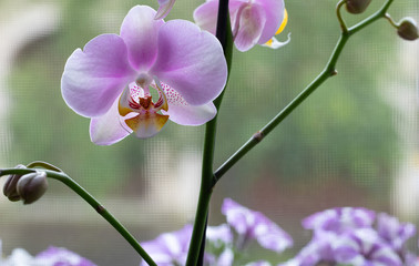 Pink. Orchid. Flowers. Yellow. Colorful. Plants